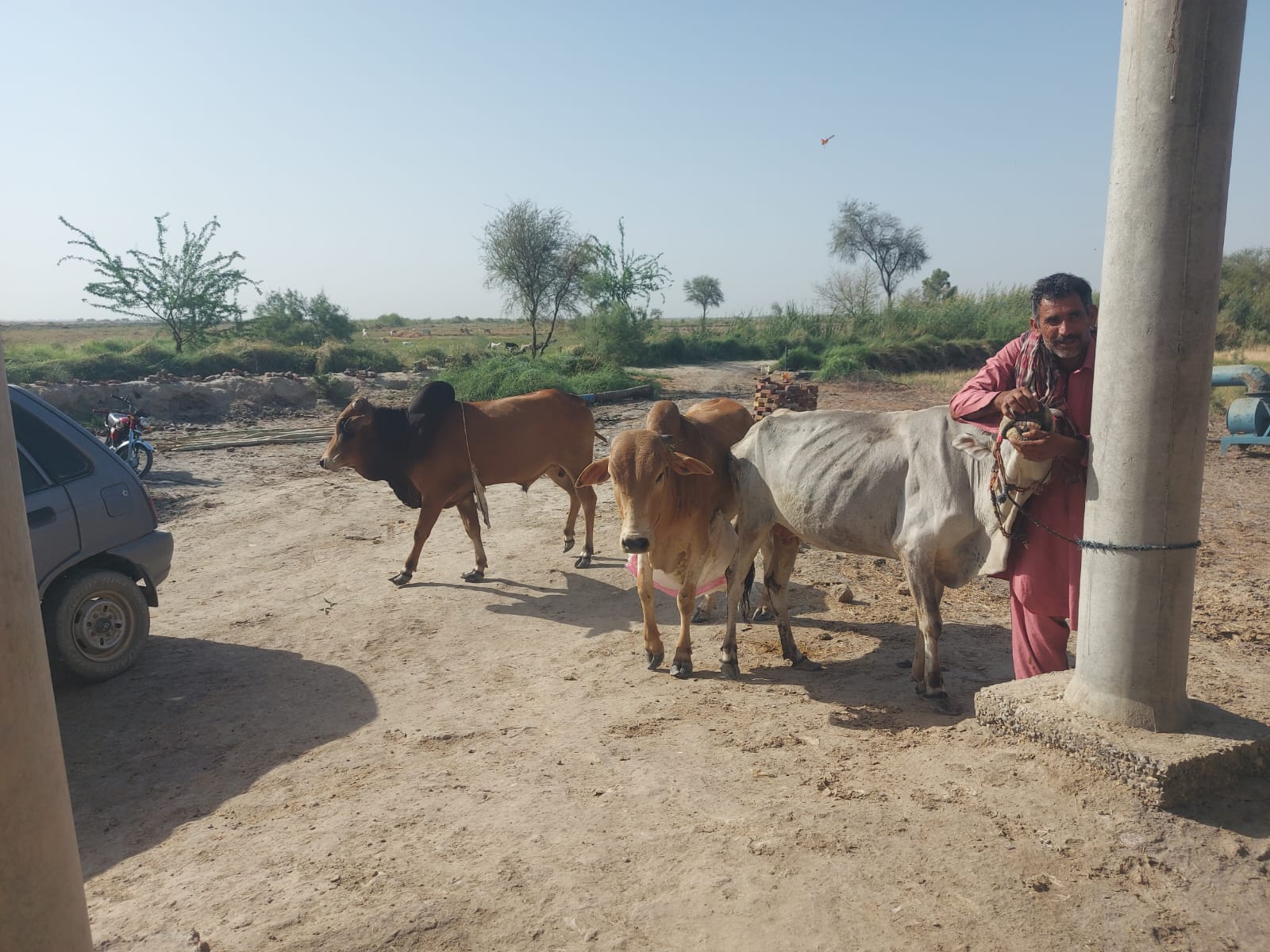 Livestock arranged for the Qurbani programme